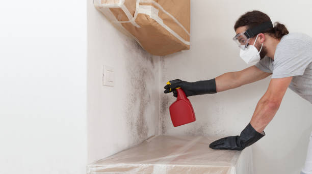 Professional Basement Mold Remediation technician working in Millington, MI