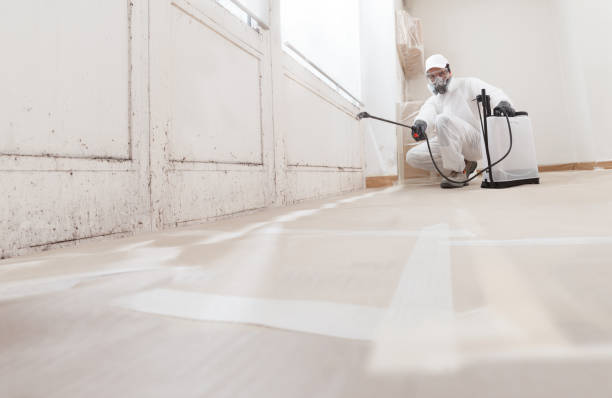 24/7 Emergency Basement Mold Remediation experts in Millington, MI